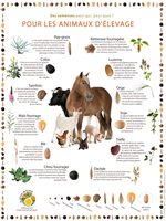 Poster Des semences pour les animaux d'�levage