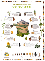 Poster Des semences pour nos terroirs