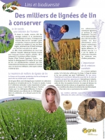 Des milliers de lign�es de lin � conserver