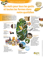 Du ma�s pour tous les go�ts et toutes les formes dans notre quotidien
