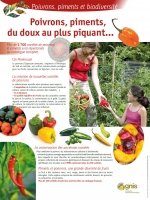 Poivrons, piments, du doux au plus piquant...