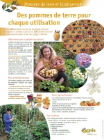 Des pommes de terre pour chaque utilisation
