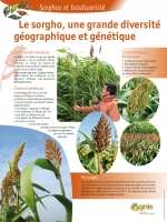 Le sorgho, une grande diversit� g�ographique et g�n�tique