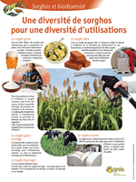 Une diversit� de sorghos pour une diversit� d'utilisations