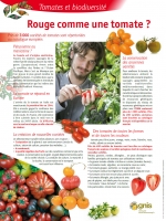 Rouge comme une tomate ?