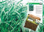 Graines de ray-grass d'Italie