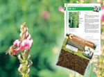 Graines de sainfoin