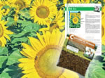Graines de tournesol