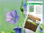 Graines de lin textile de printemps