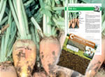 Graines de betterave fourrag�re