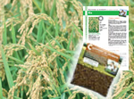 Graines de riz long