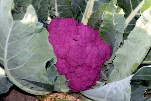 romanesco et brocoli romanesco et brocoli