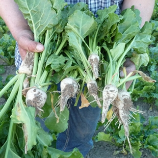 Sur une ferme du r�seau Le Savoir Vert, les �l�ves peuvent d�couvrir les plantes cultiv�es.