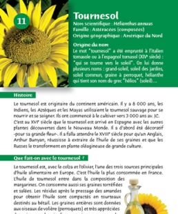 Extrait de la fiche Tournesol du jeu ''Les plantes agricoles de nos r�gions''