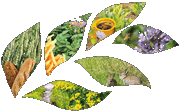 Consulter l'article d&eacute;di&eacute; &agrave; la journ&eacute;e : La biodiversit&eacute; au service de la Terre et des Hommes