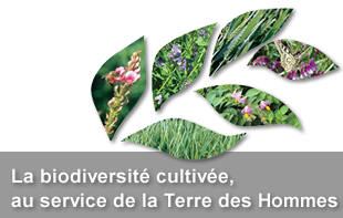 Journ&eacute;e Biodiversit&eacute; cultiv&eacute;e du 11 juin 2013 : inscription en ligne et infos pratiques...