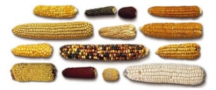 Le maïs est un champion de l'adaptation car sa diversité génétique est véritablement étonnante. © MAIZ'EUROP
