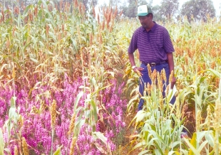 Au Niger, Gebisa Ejeta examine un champ de sorgho infesté de striga, une plante parasite violette -  Crédit photo : Fondation Prix mondial de l'alimentation.