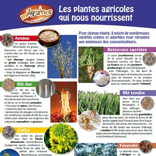 Extrait du poster du jeu ''Les plantes agricoles qui nous nourrissent'' (partie haute)