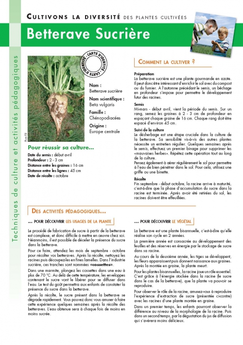 Graines de betterave sucrière pour activités