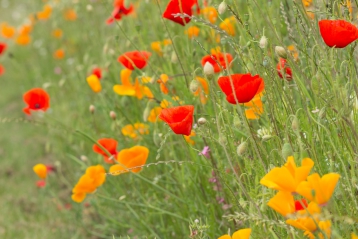 Lire :Prairies fleuries : jolies et surtout utiles à l’environnement