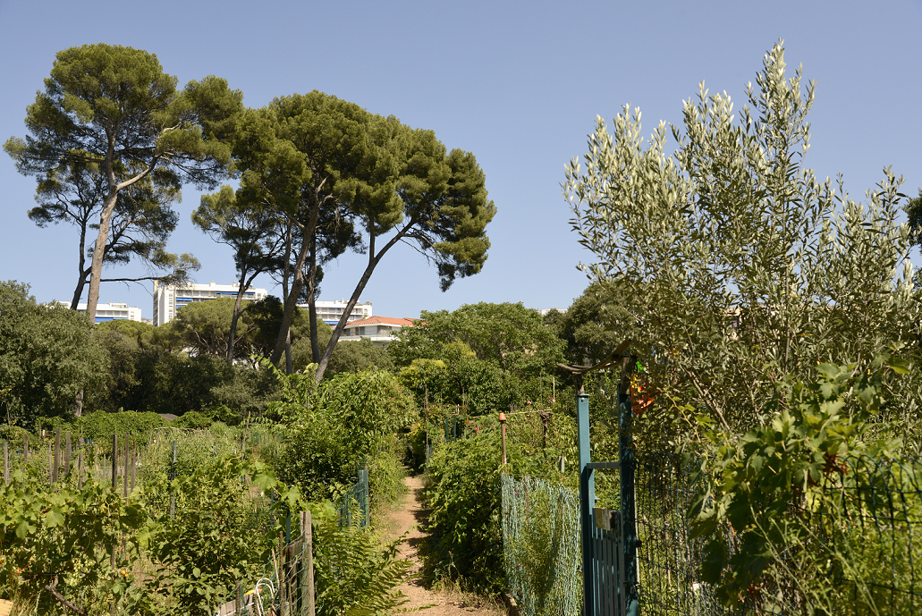 Jardins familiaux Joseph Aiguier, Marseille  ©Snezana Gerbault