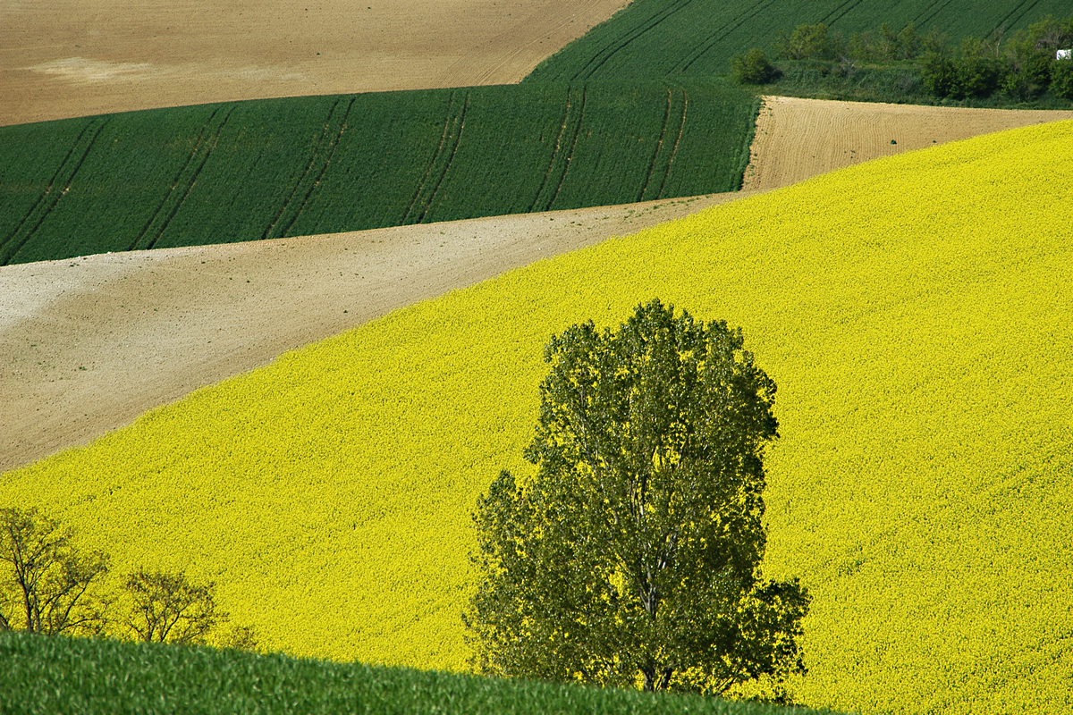 Paysage agricole du Sud ouest de la France © Gnis-Studio 77