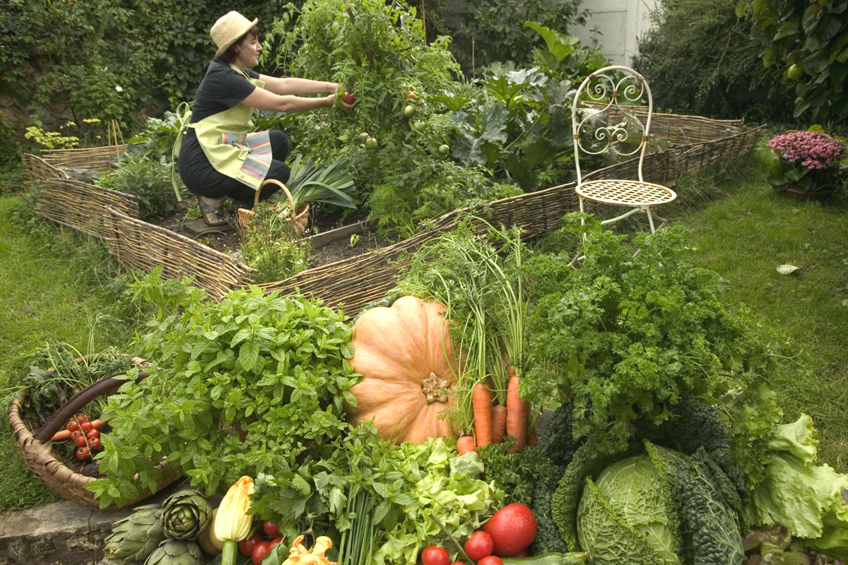 Cueillette de légumes dans un potager © Gnis-Labat-Rouquette