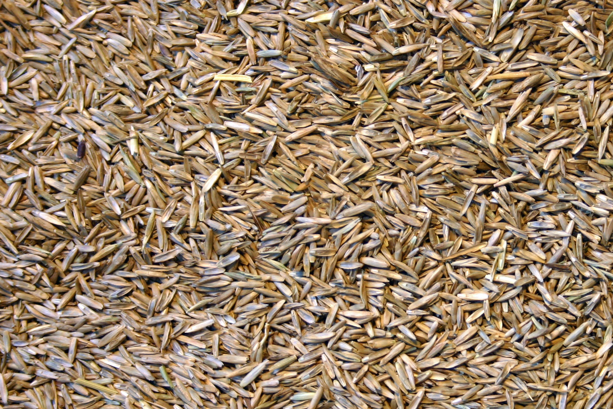 Tapis de semences de ray grass anglais à gazon © Gnis-Julien Greffier