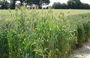 Collection de variétés de blé montrant différentes hauteurs des pailles.  © Philippe Roux, Gnis.