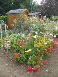 Le jardin des écoliers d'Olivet (Loiret) a remporté le grand prix de la catégorie Jardin ou parcelles pédagogiques du <a href=http://www.semencemag.fr/concours-national-jardins-potagers.html>Concours National des jardins potagers 2008</a>. Philippe Proust le Président de l'association, Guy Lambert le jardinier et Madeleine Chesnay qui prête le terrain, nous expliquent leur démarche.