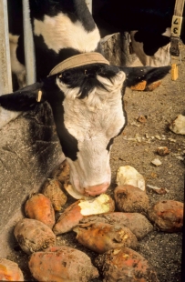 La betterave fourragère : l'aliment des vaches gourmandes