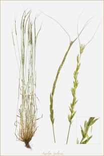 Les <i>Aegilops</i> font partie des ancêtres du blé tendre.  © Gnis/Jean-Michel Labat
