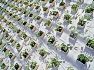 Production de plants de tomates