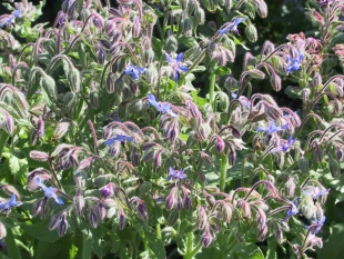 Bourrache    © Conservatoire National des Plantes de Milly - B. Pasquier - 2010