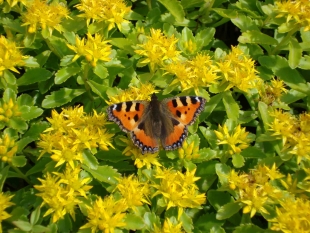 Papillon <i>Petite tortue</i> © Claire Galvez/Noé Conservation