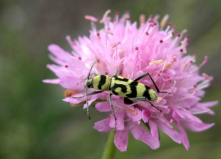 Coléoptère - Longicorne du genre <i>Chlorophorus</i>
  Copyright : P.Zagatti-OPIE