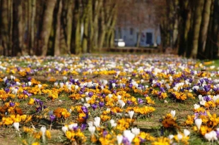 Esplanade crocus-DR-Ville de Lille
Photo : mairie de Lille