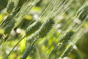 Triticum compactum ou blé herisson
  Crédit Photo : Sébastien Champion