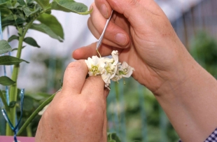 Pomme de terre : tunnel d'hybridation et de croisement