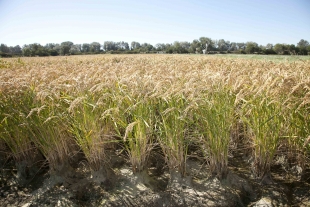 Les multiples débouchés non alimentaires du riz