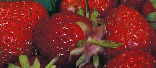Le petit secret de la fraise