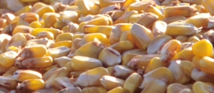 Le maïs : une plastique irréprochable