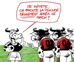 Scoop ! Les vaches mangent toujours de l'herbe