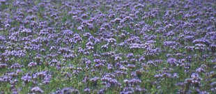 Des cultures au service des nappes phréatiques