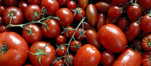 De nos jours, les tomates n'ont plus de goût !