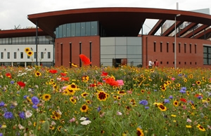 Les prairies fleurissent