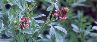 La luzerne, plante écologique