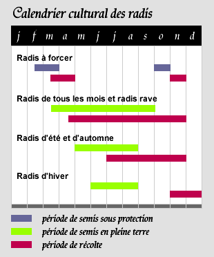 Le radis, un légume qui a du goût