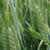Sélection du blé dur : essayer de répondre à toutes les attentes